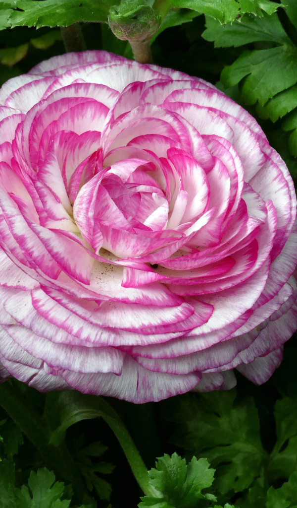 Красивый розовый лютик в зеленых листьях