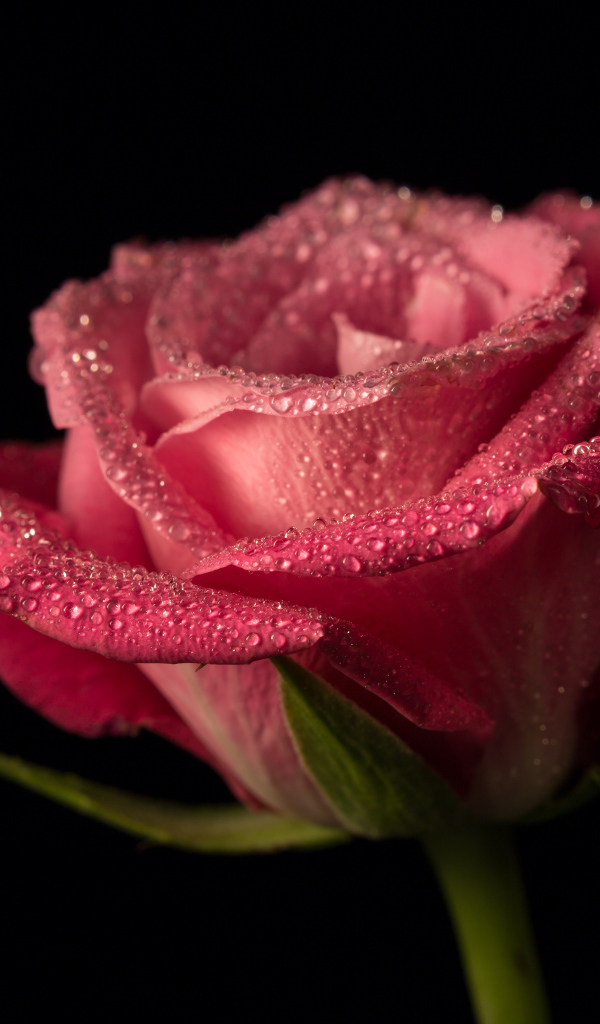 Красивая розовая роза в каплях росы на черном фоне крупным планом