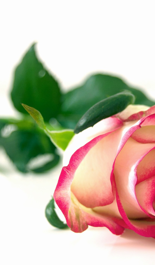 Красивая розовая роза с зелеными листьями на белом фоне 