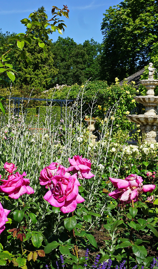 Красивые розовые розы в саду у фонтана