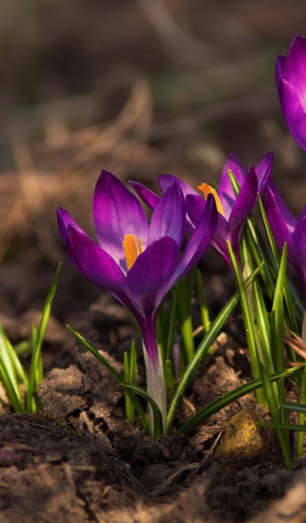 Красивые фиолетовые крокусы на земле