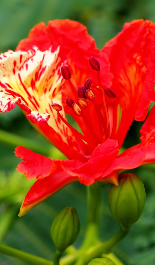 Красивый красный цветок Делоникс королевский крупным планом