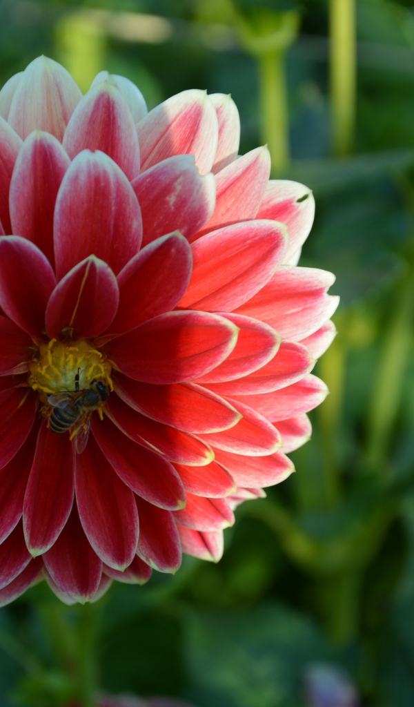 Красивая красная георгина с пчелой