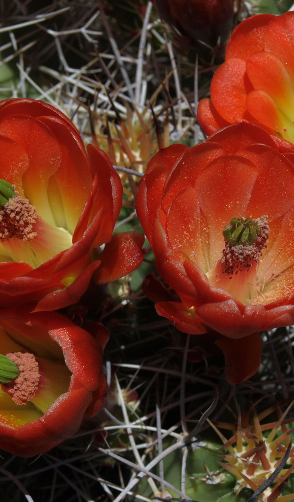 Красивые красные цветы колючего кактуса крупным планом