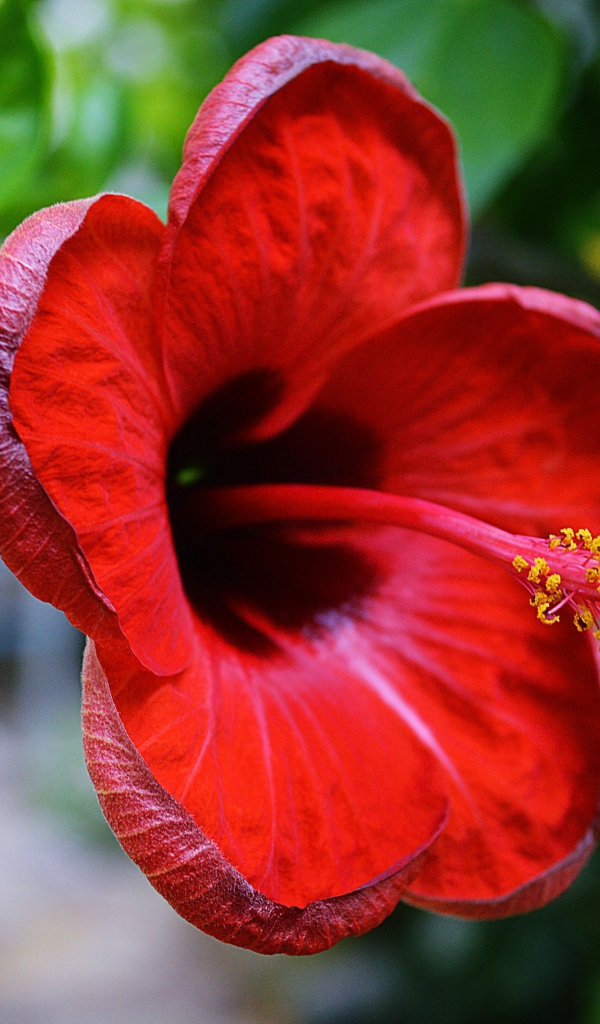 Красивый красный цветок гибискуса крупным планом