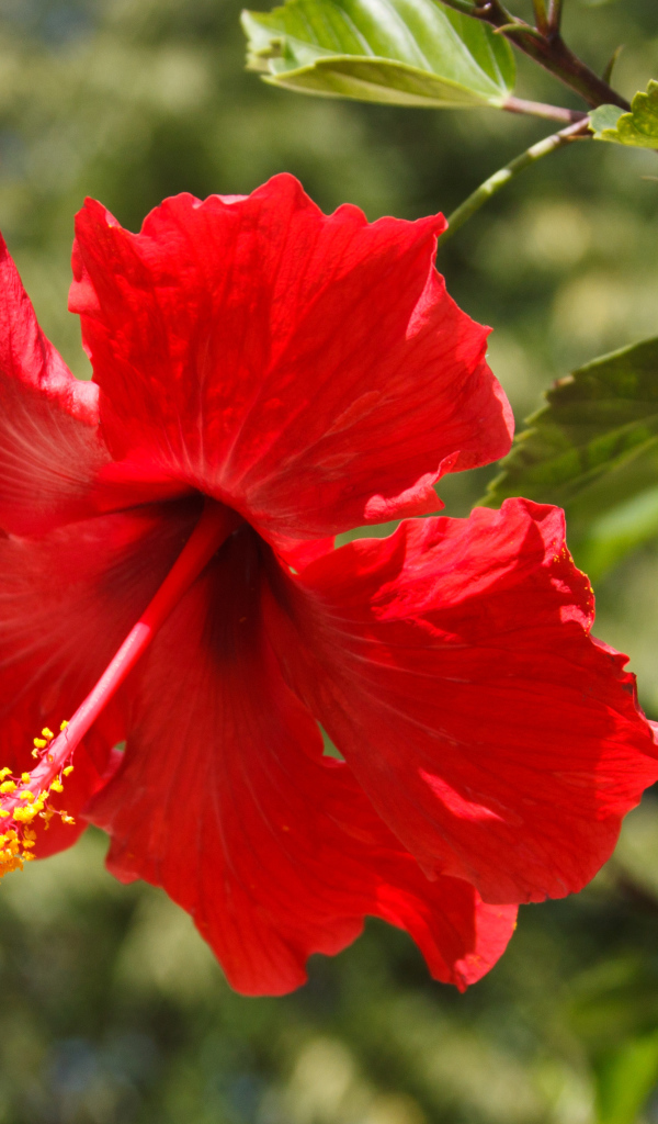 Красивый красный цветок гибискуса в лучах солнца