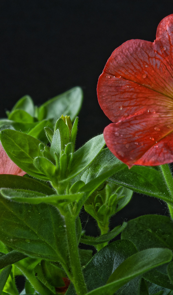 Красивая красная петуния с бутонами на черном фоне