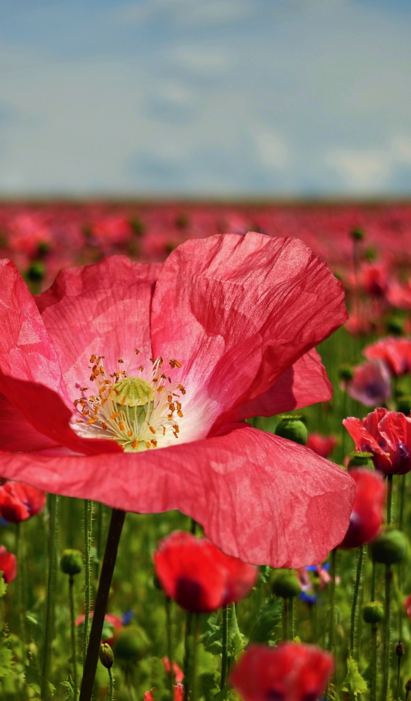 Красивый красный мак на поле крупным планом