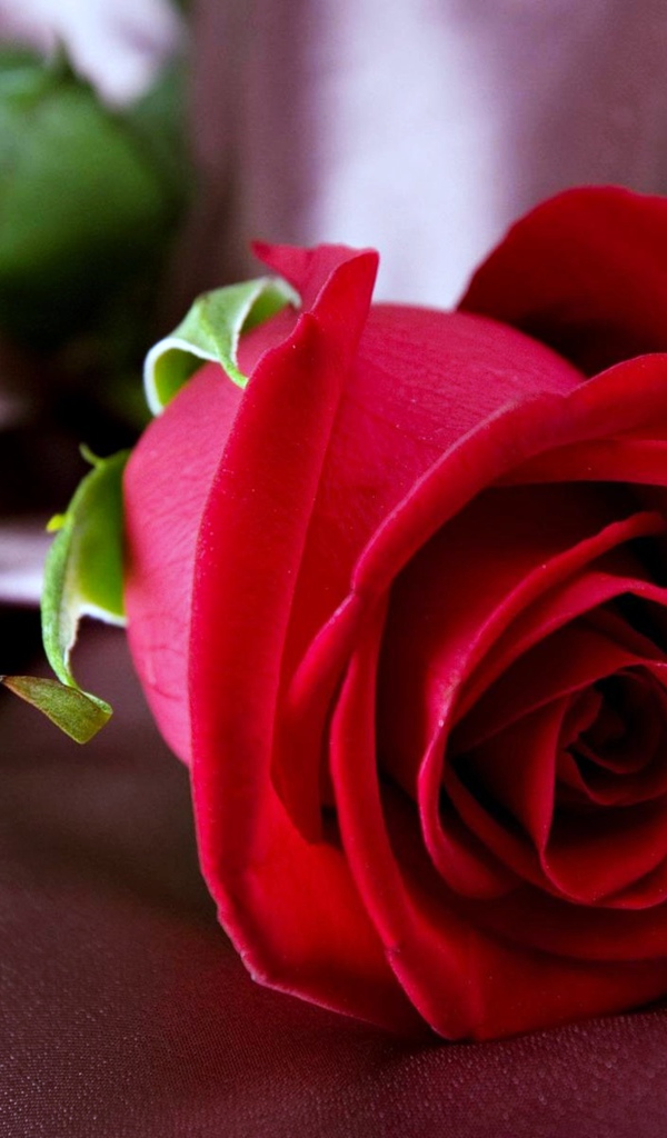 Красивая красная роза лежит на ткани 
