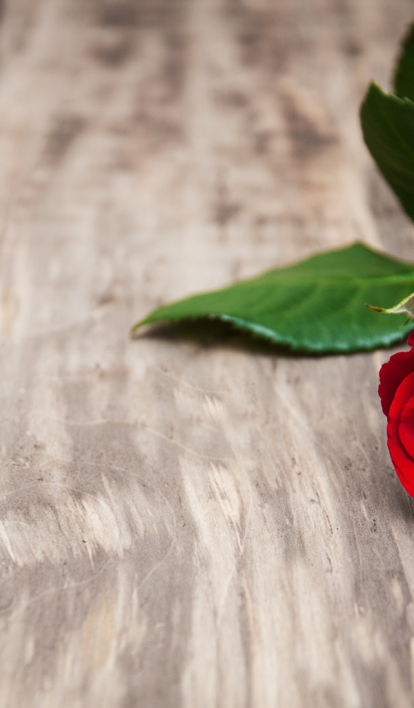 Красивая красная роза на деревянной поверхности 