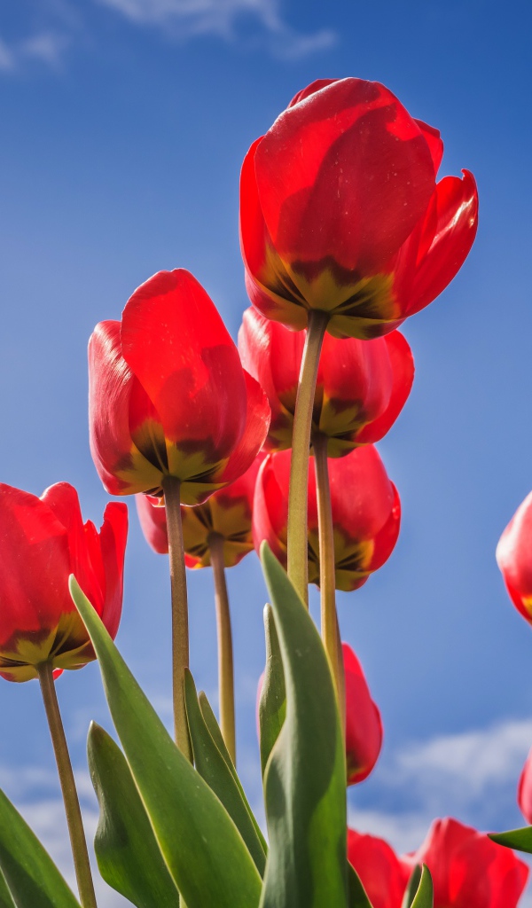 Красивые красные тюльпаны на фоне голубого неба 