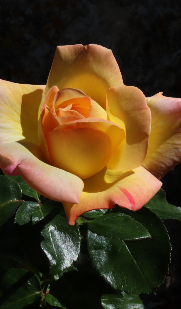 Красивая роза с зелеными листьями на клумбе крупным планом 