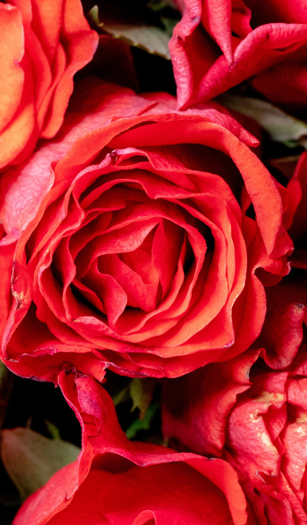 Красивые розы с розовыми лепестками крупным планом