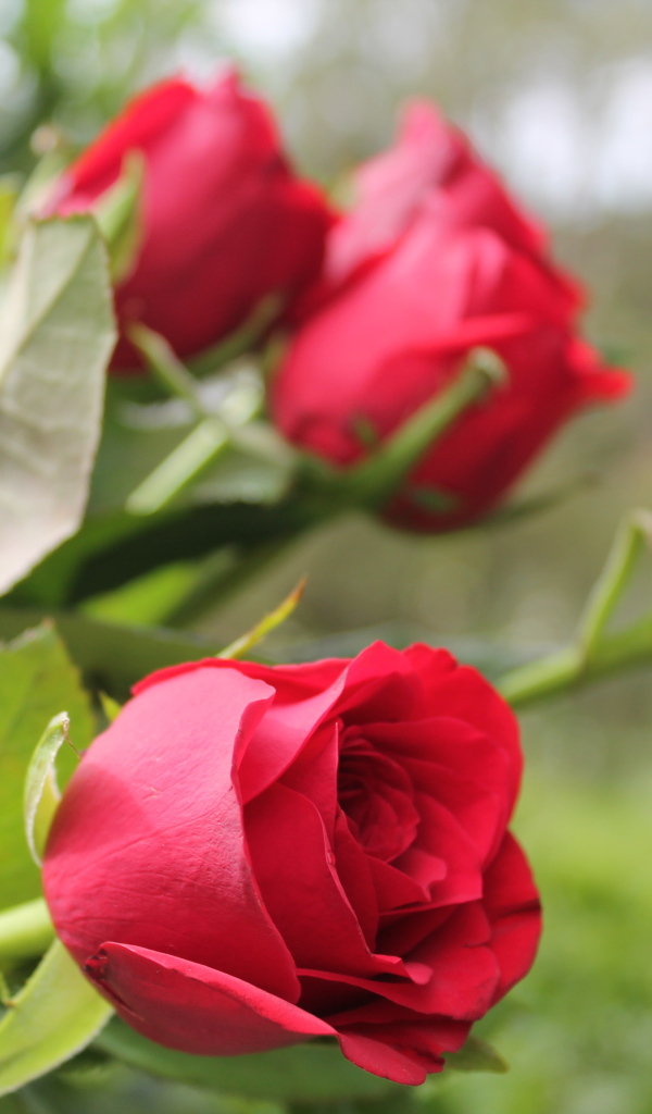 Красивые алые английские розы 