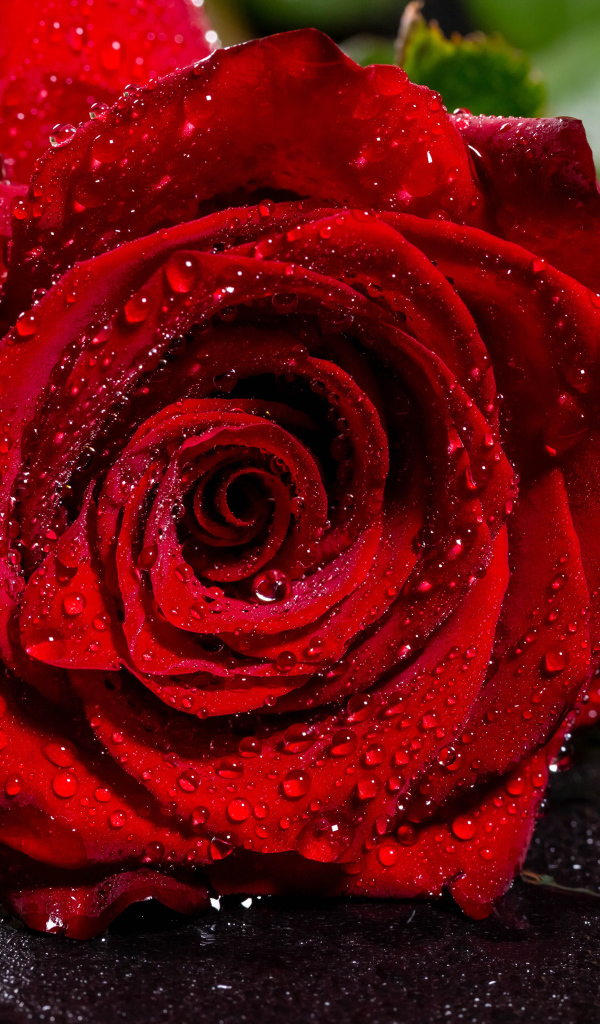 Красивая алая роза в каплях воды на асфальте