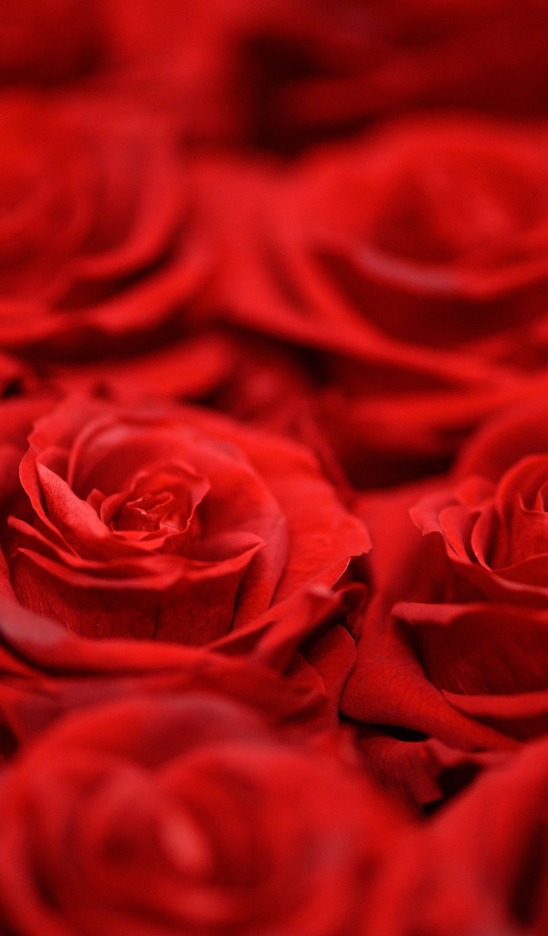 Красивые алые розы крупным планом