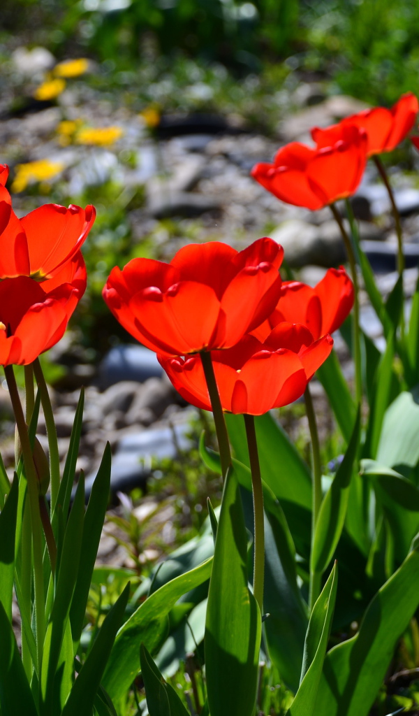 Красивые алые тюльпаны в лучах солнца на клумбе