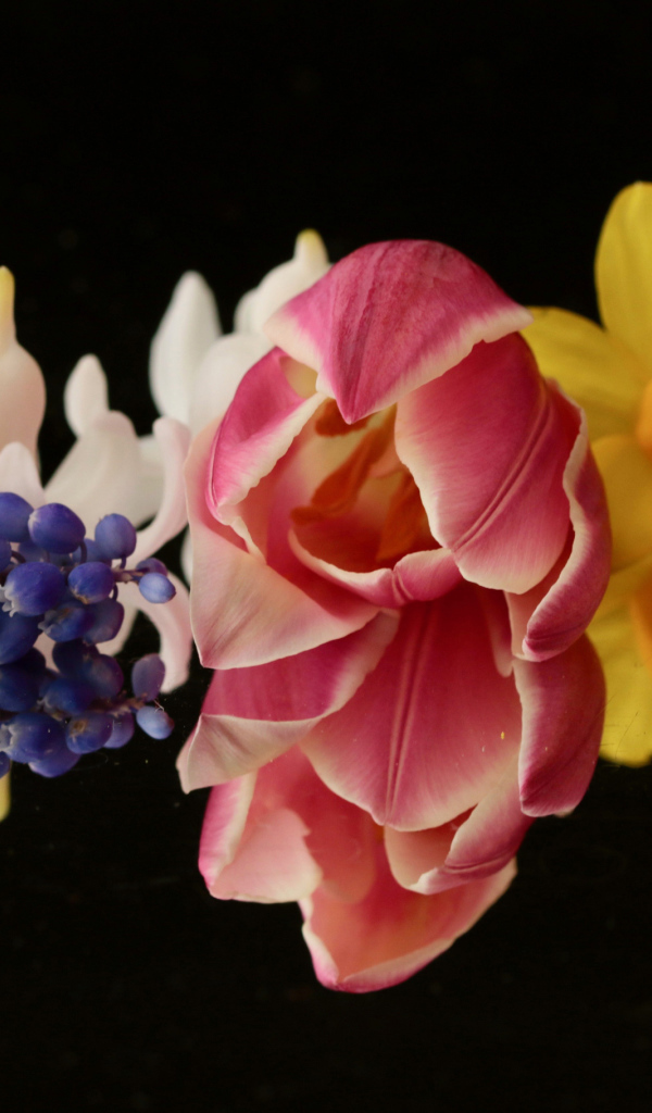 Красивые весенние цветы на черном фоне крупным планом