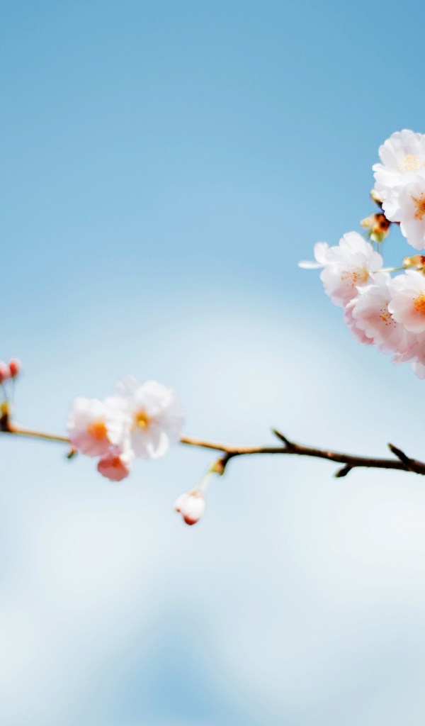 Красивые весенние розовые цветы на ветке дерева на фоне голубого неба