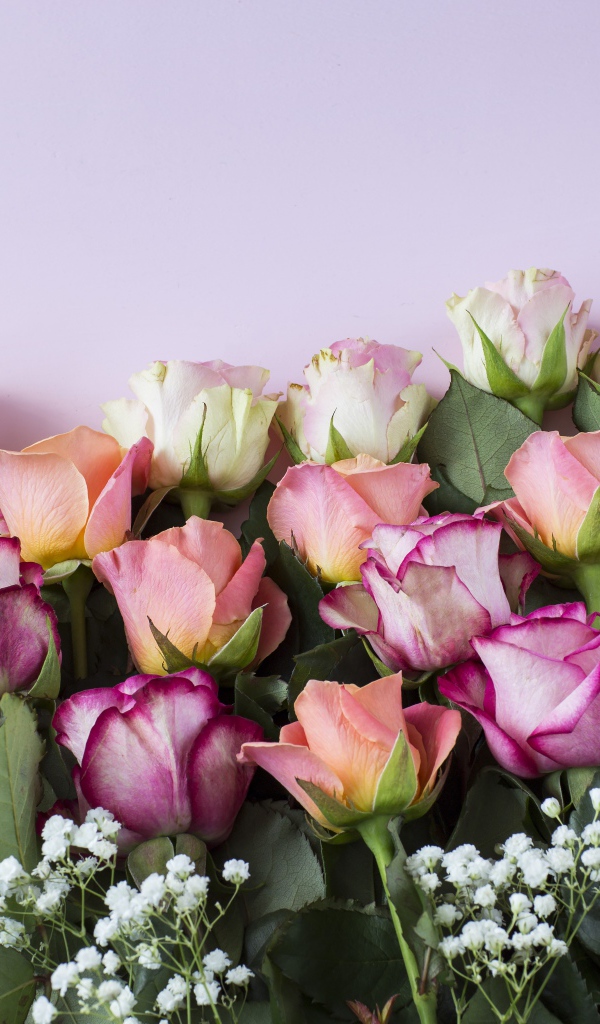 Красивый нежный букет разноцветных роз на сиреневом фоне