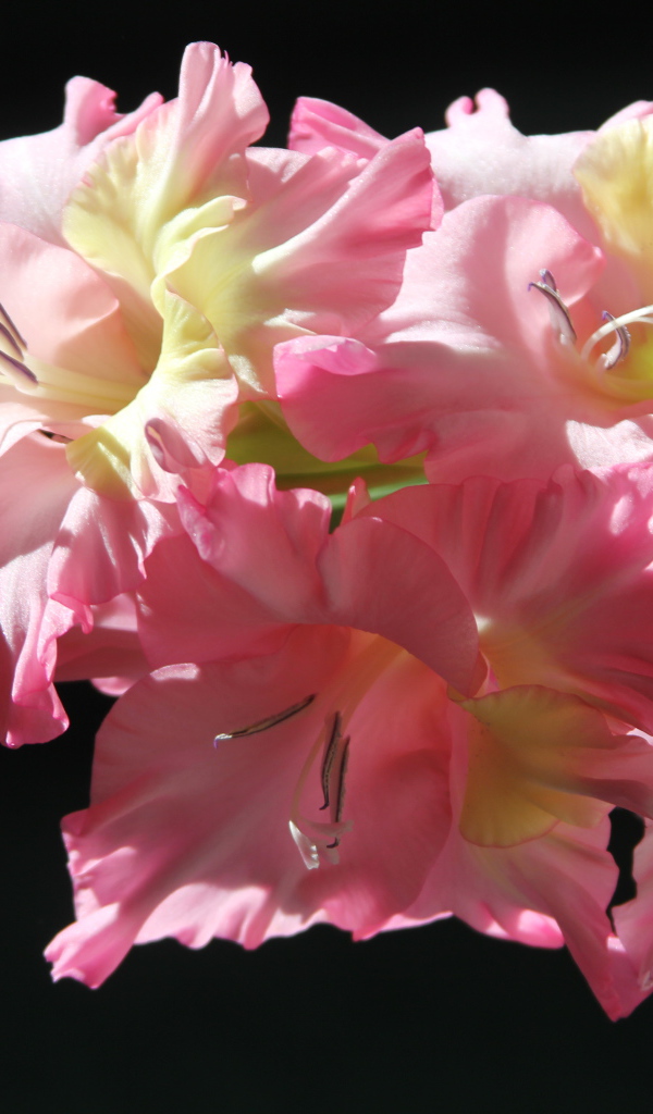 Красивые нежные розовые гладиолусы на черном фоне