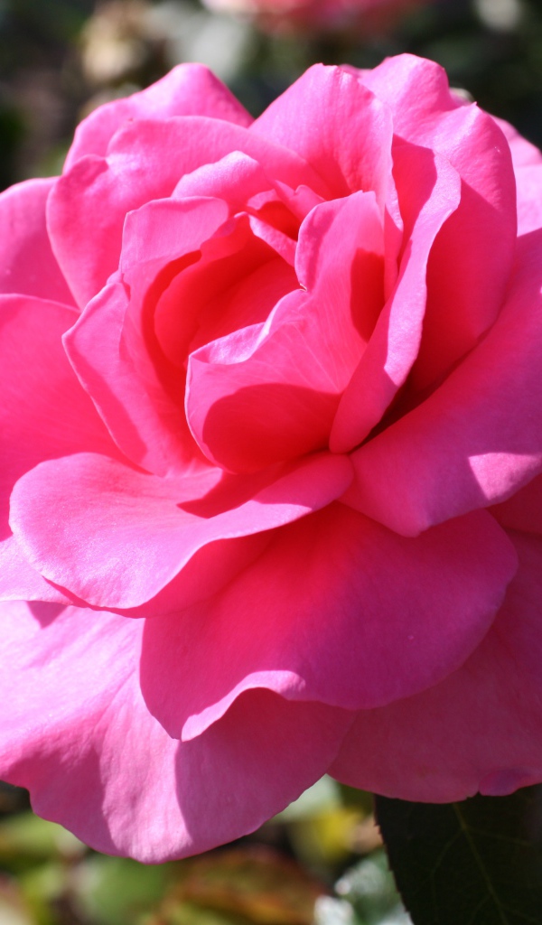 Красивая нежная розовая роза в лучах солнца на клумбе 