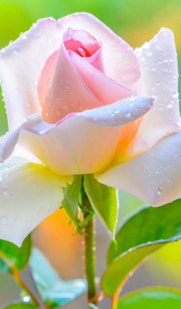 Красивая нежная розовая роза в каплями на лепестках 