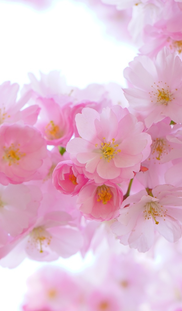 Красивые нежные розовые весенние цветы луизеания