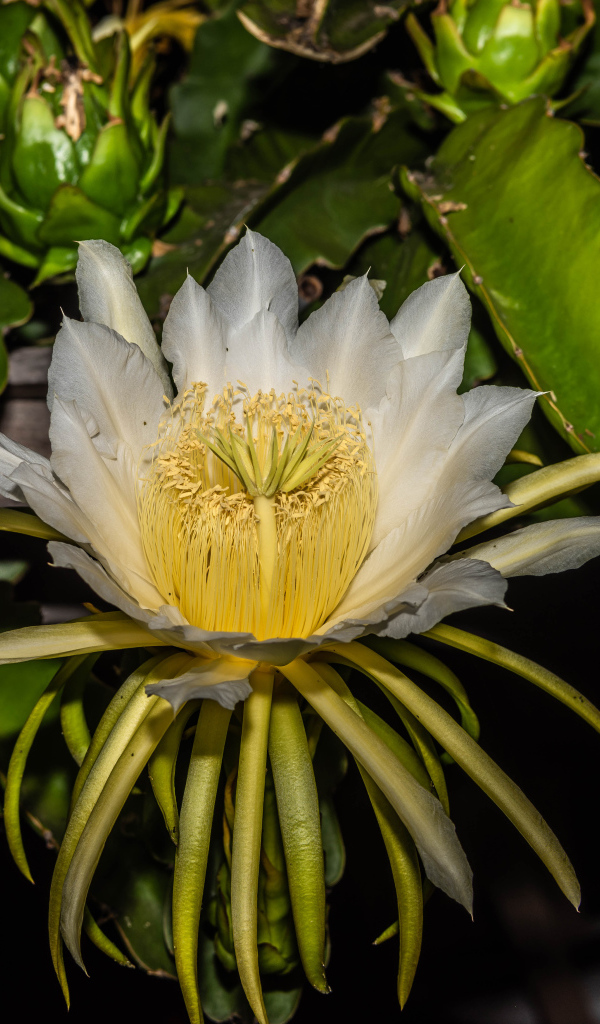 Красивый белый цветок кактуса крупным планом