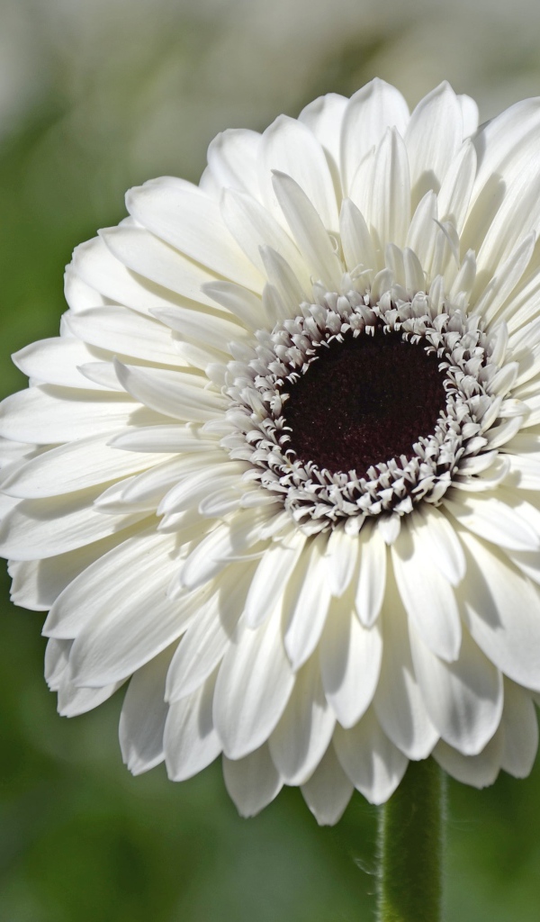 Красивый белый цветок герберы с черной серединой
