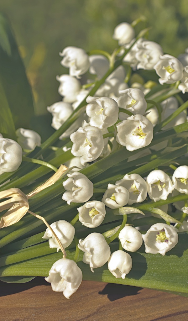 Красивые белые ландыши с зелеными листьями