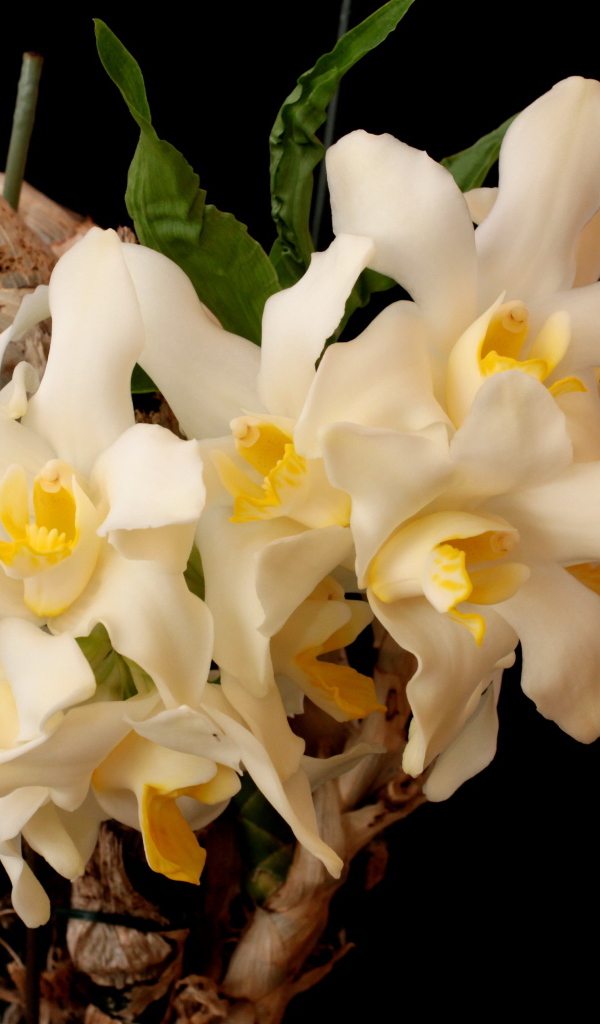 Красивые белые орхидеи с желтой серединкой на черном фоне