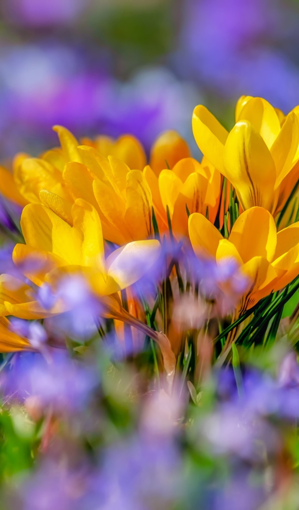 Красивые желтые крокусы весной 