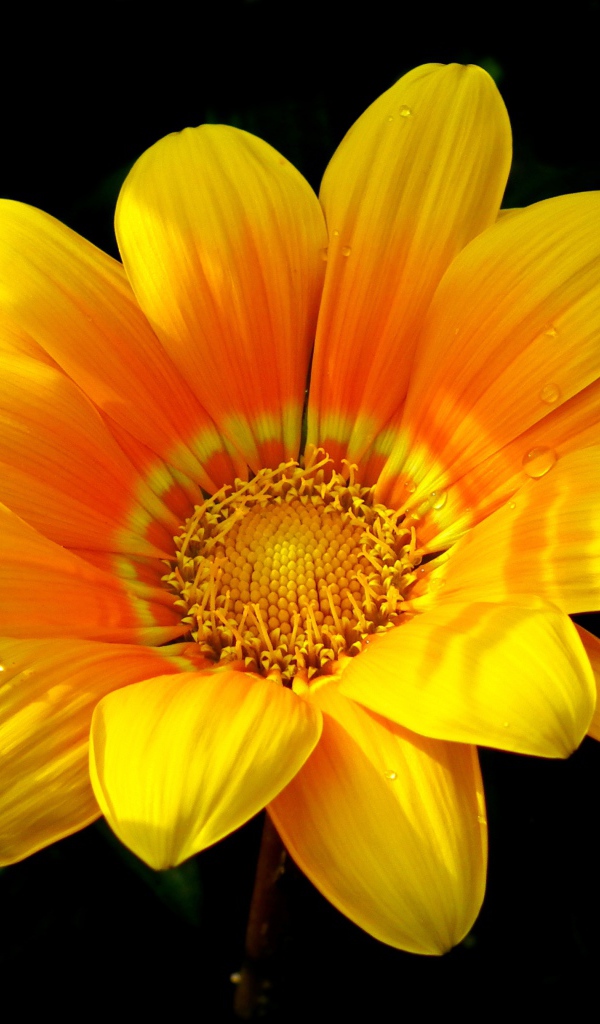 Красивый желтый цветок газания крупным планом