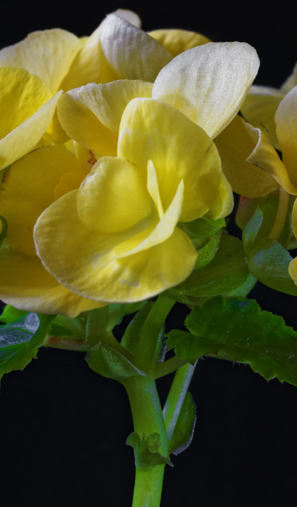 Красивый желтый комнатный цветок бегония на черном фоне