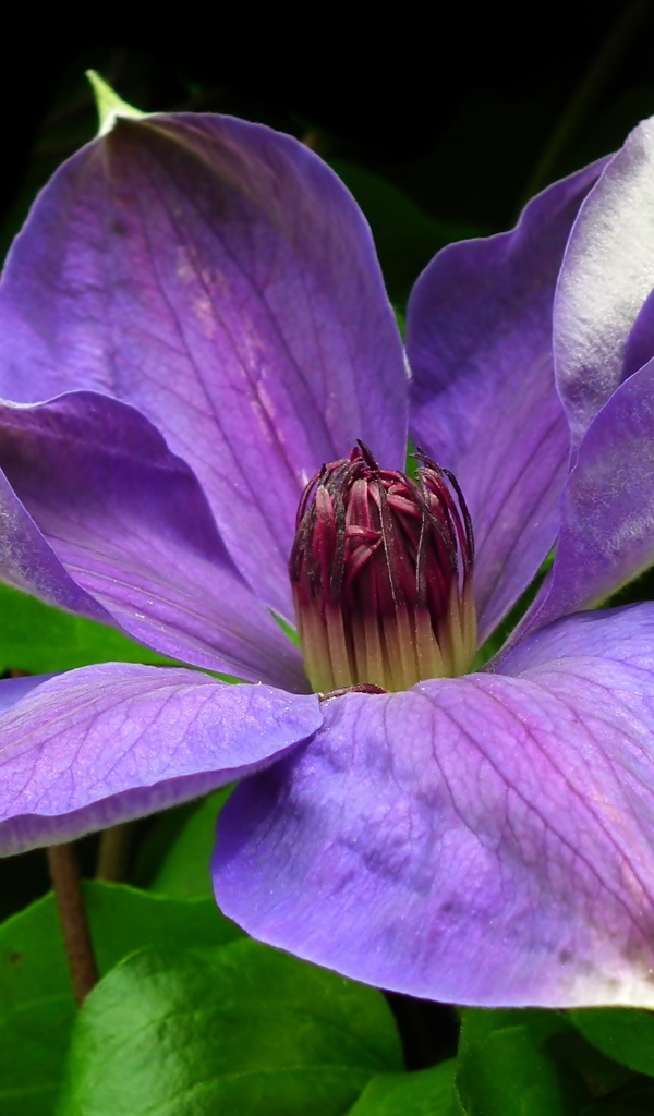 Большой красивый сиреневый цветок клематиса в зеленых листьях