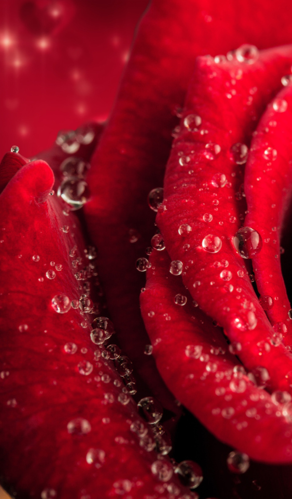 Большая крупная роза в каплях розы 