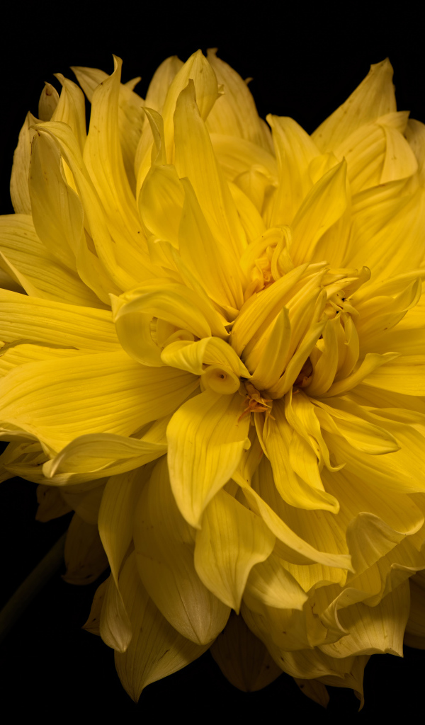 Большой желтый цветок георгины на черном фоне