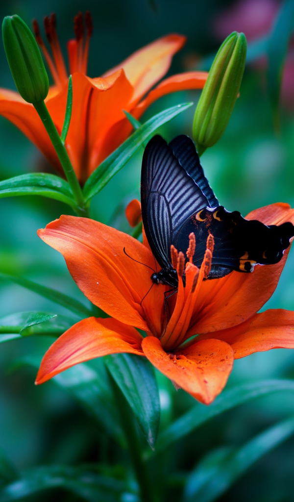 Черная бабочка сидит на оранжевой лилии 