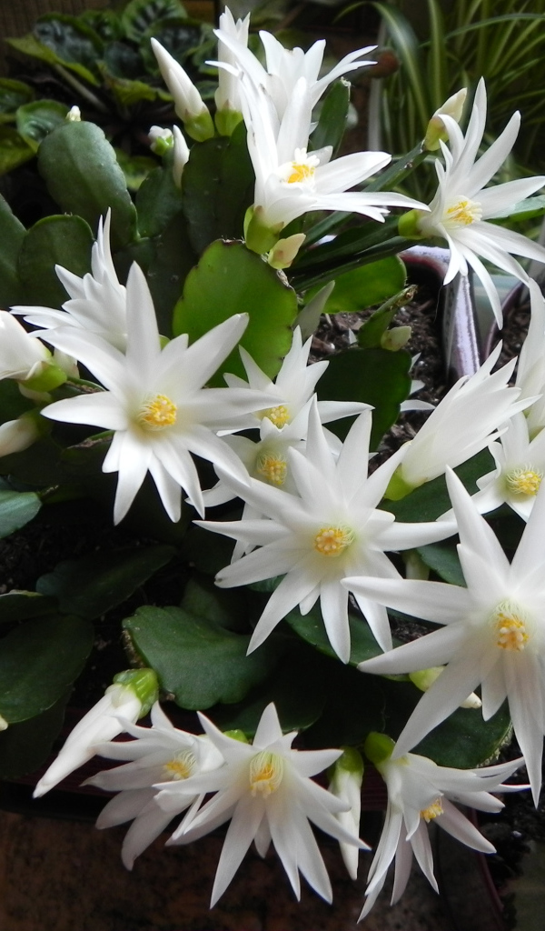 Цветущий белыми цветами комнатный цветок декабрист