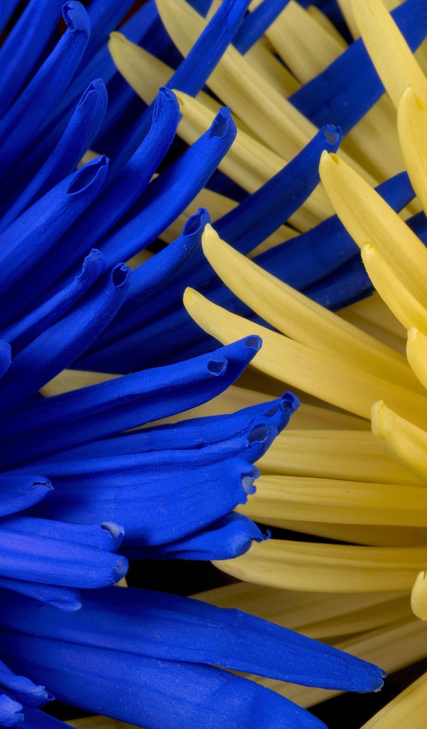 Синяя и желтая хризантемы крупным планом