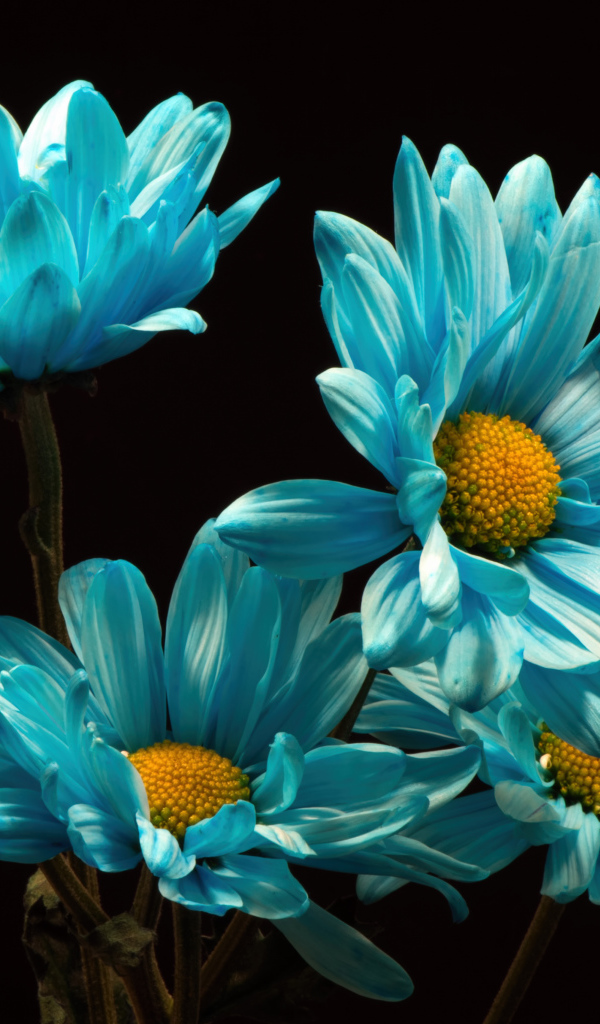 Синие хризантемы на черном фоне