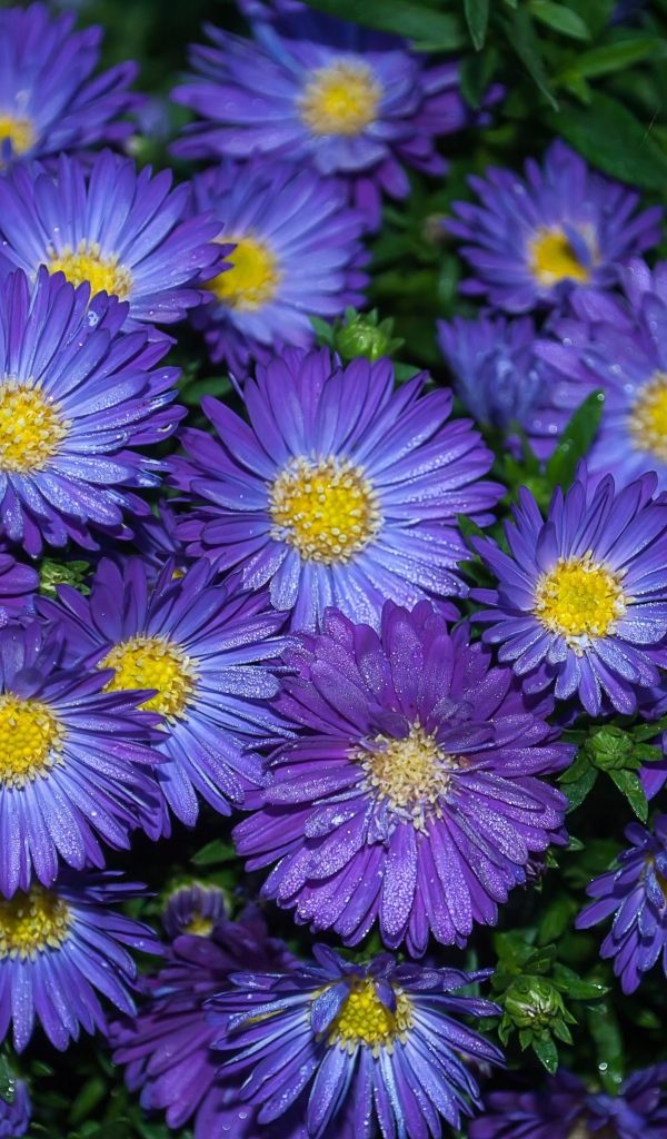 Синие цветы астра крупным планом