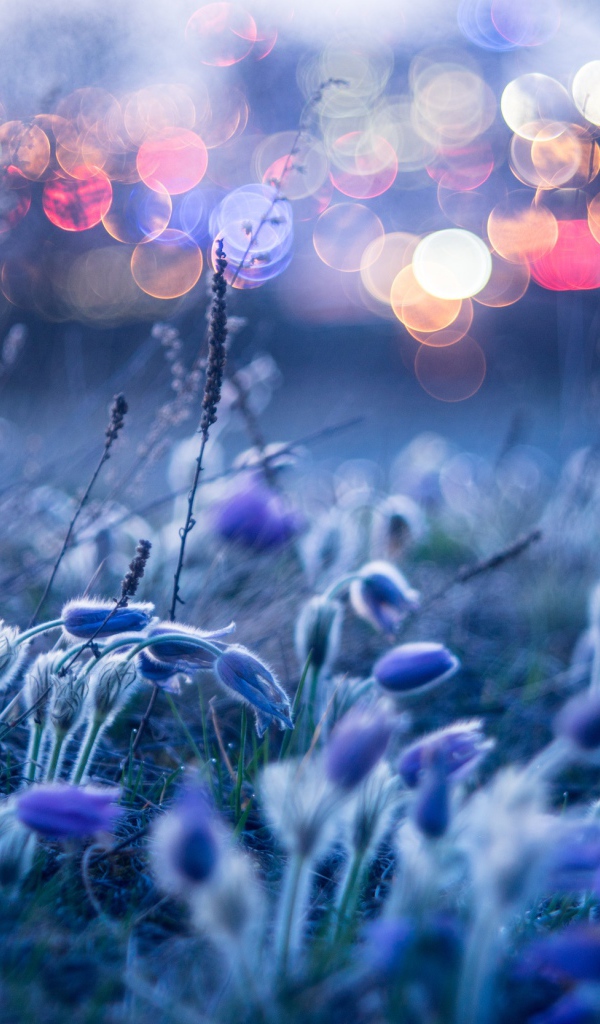 Голубые цветы прострела гнутся от ветра