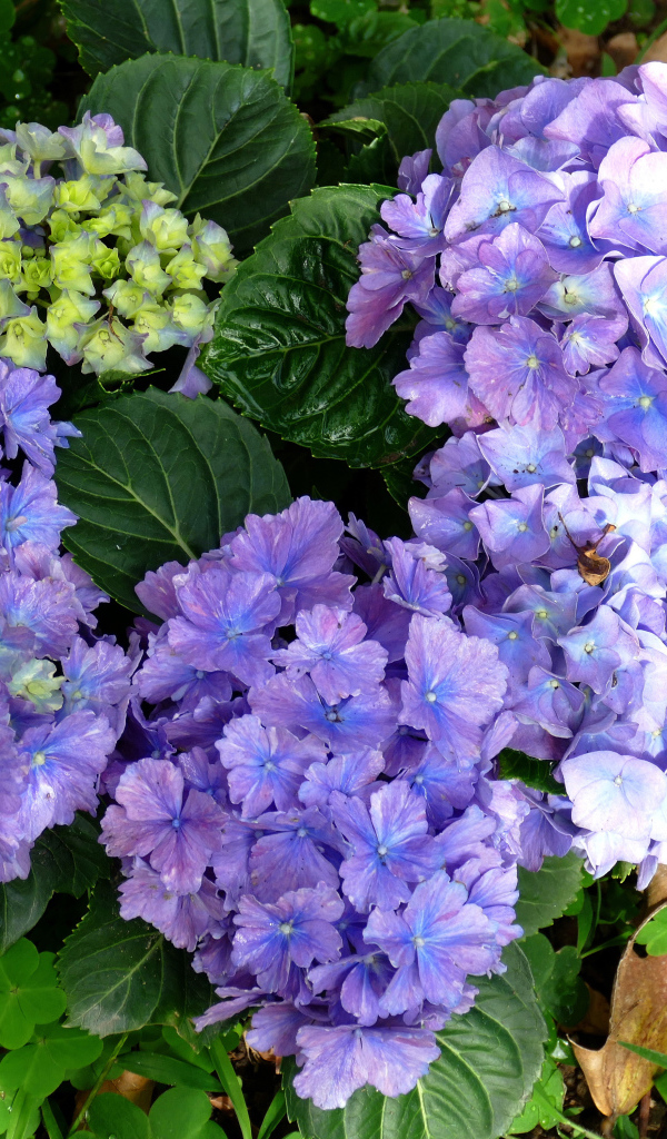 Голубые цветы гортензии с зелеными листьями