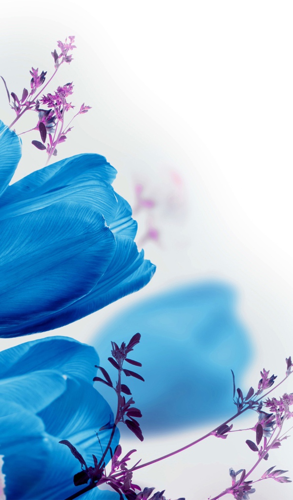 Голубые тюльпаны на белом фоне 