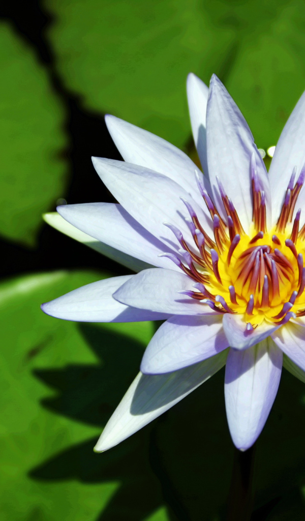 Синяя водяная лилия с зелеными листьями в воде