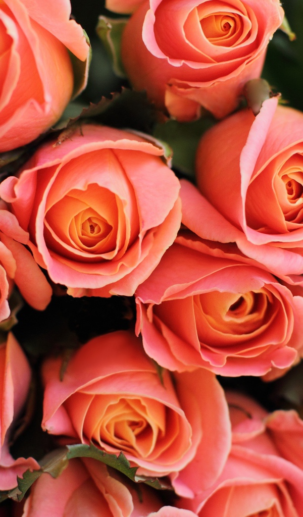 Букет красивых нежных розовых роз крупным планом