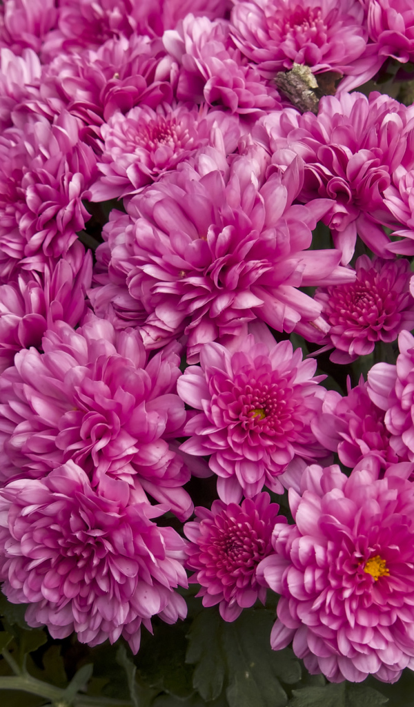 Букет красивых розовых хризантем крупным планом