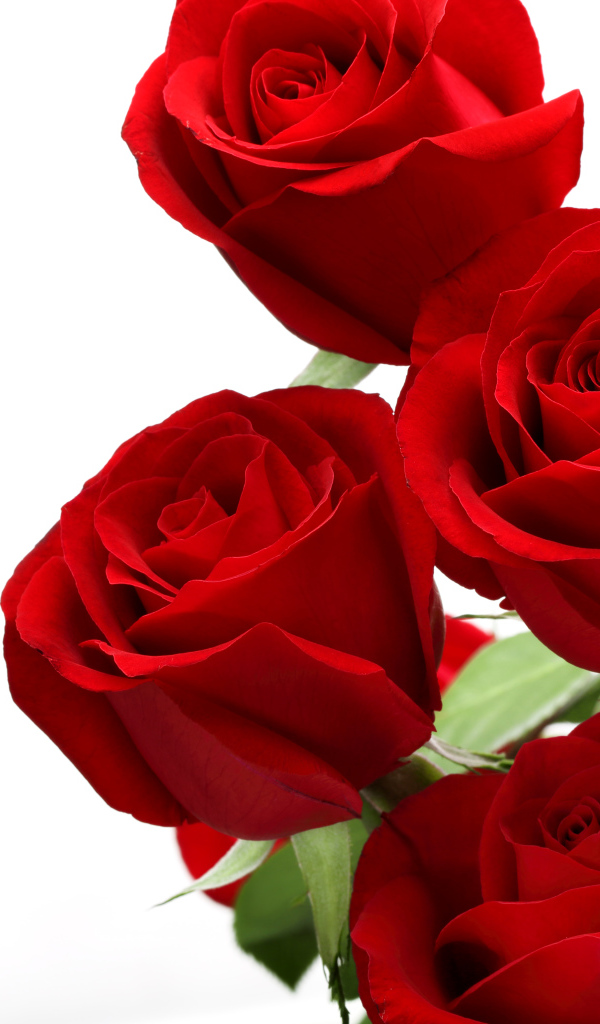 Букет красивых красных роз на белом фоне